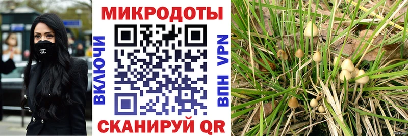 Псилоцибиновые грибы Psilocybe Биробиджан